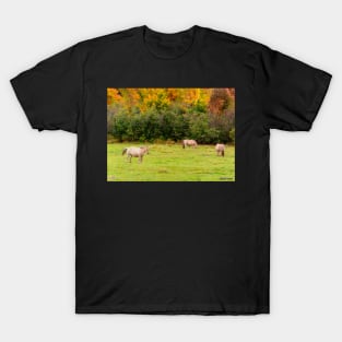 Horses Enjoying a Beautiful Autumn Day T-Shirt